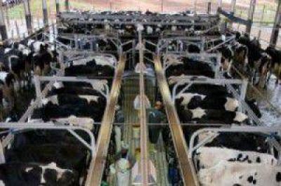 Espa�a: Alimentos L�cteos podr�a dejar de recoge leche desde el lunes