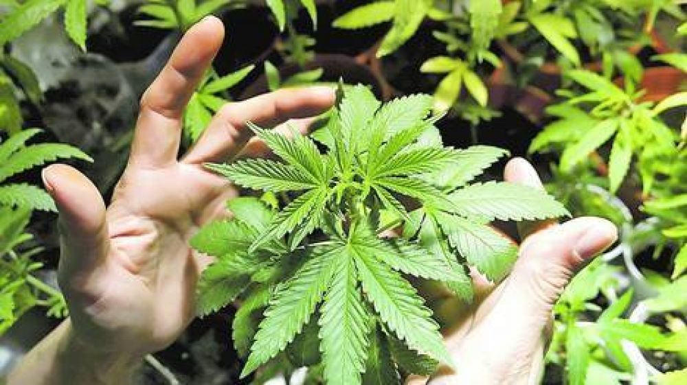 Uruguay prev� dar 40 licencias para la producci�n de cannabis