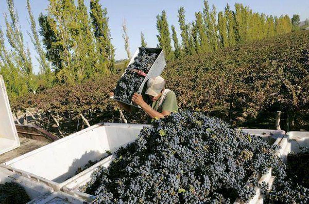 Cosecha Mecanizada: reci�n se podr� usar fuertemente durante el a�o pr�ximo