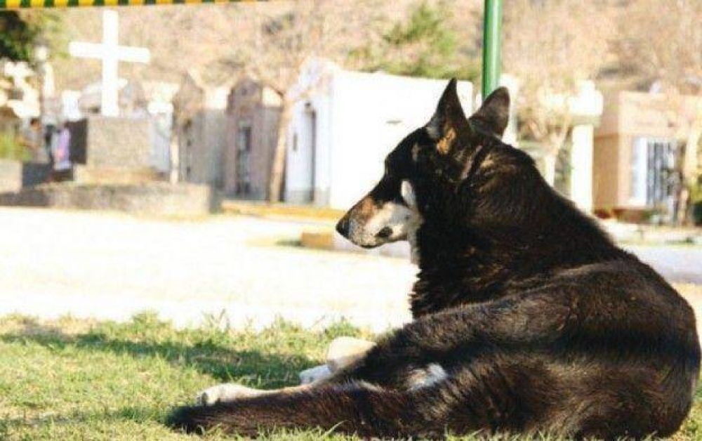 Municipio pagar� la operaci�n de ojos del fiel perro Capit�n