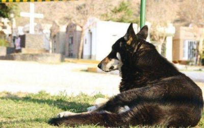Municipio pagar� la operaci�n de ojos del fiel perro Capit�n