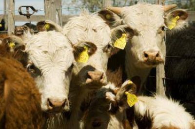 Para la Rural no tiene por qu� subir el valor de la carne