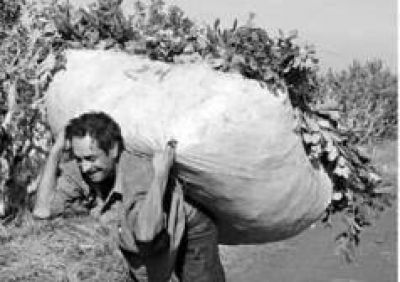 Se prorrog� hasta el 28 de este mes la sesi�n de precios de yerba mate que se realiza en el INYM