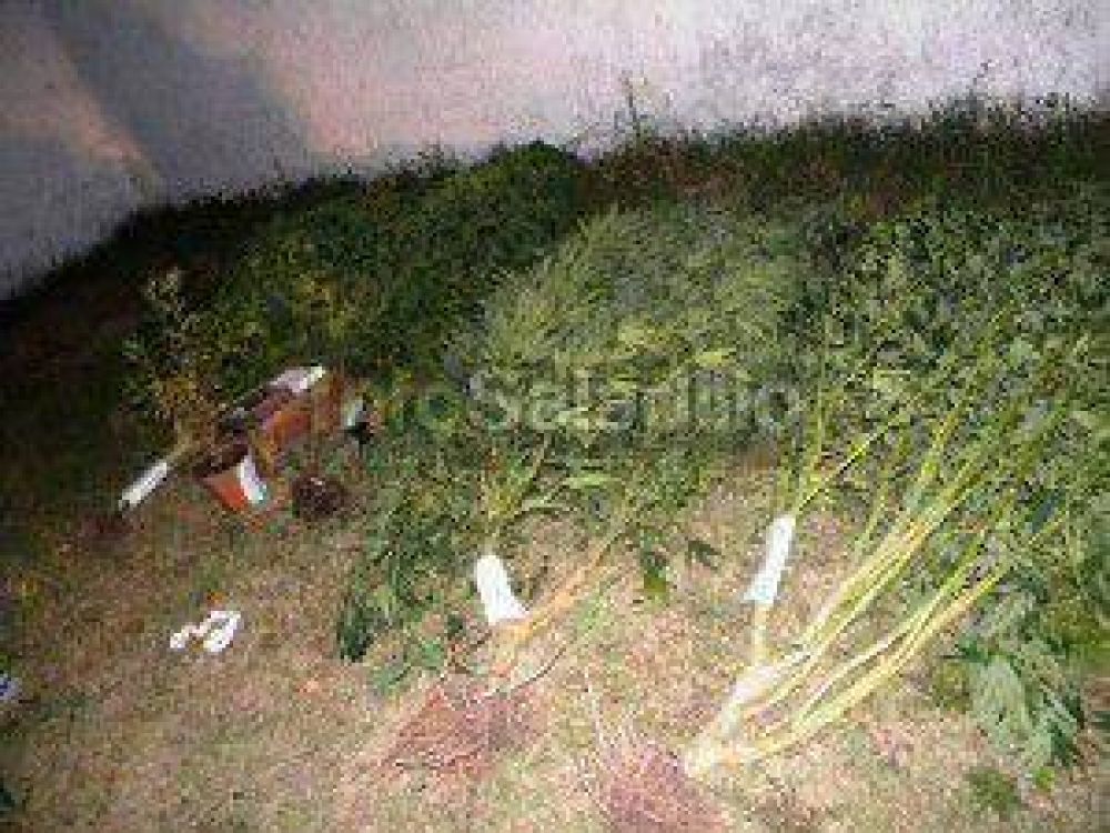 Piden sea liberado un joven detenido por cultivar marihuana en su casa