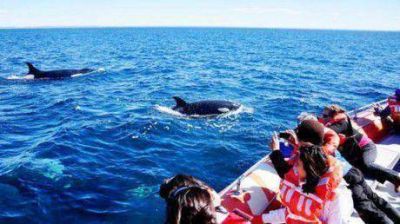 Las orcas y un espect�culo �nico en el mundo