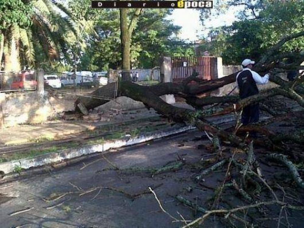 Escuela 402: ahora un �rbol destroz� el muro