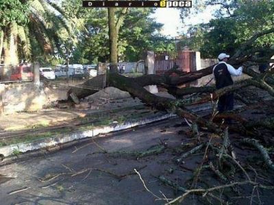 Escuela 402: ahora un �rbol destroz� el muro