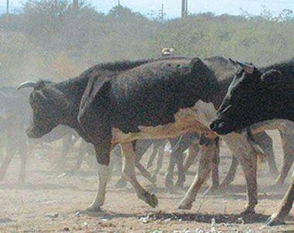 Sequ�a pone en riesgo actividad de la ganader�a en Los Llanos