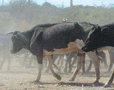Sequ�a pone en riesgo actividad de la ganader�a en Los Llanos