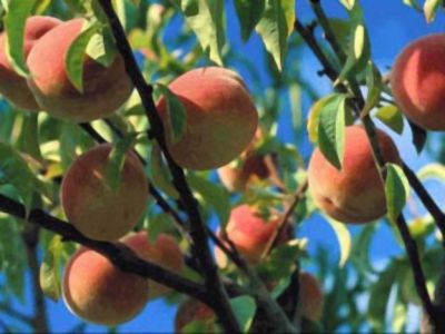 Los productores de durazno tienen hasta ma�ana para cosechar los frutos