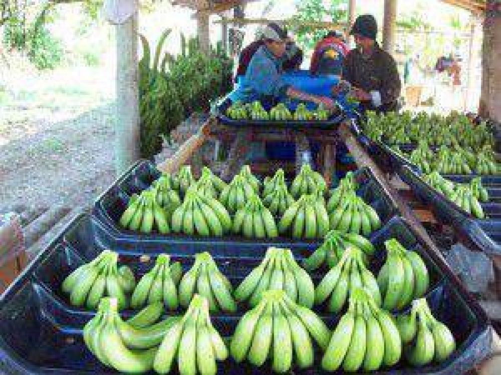 Tecnolog�as, buenos precios y un clima propicio benefician la presente campa�a bananera