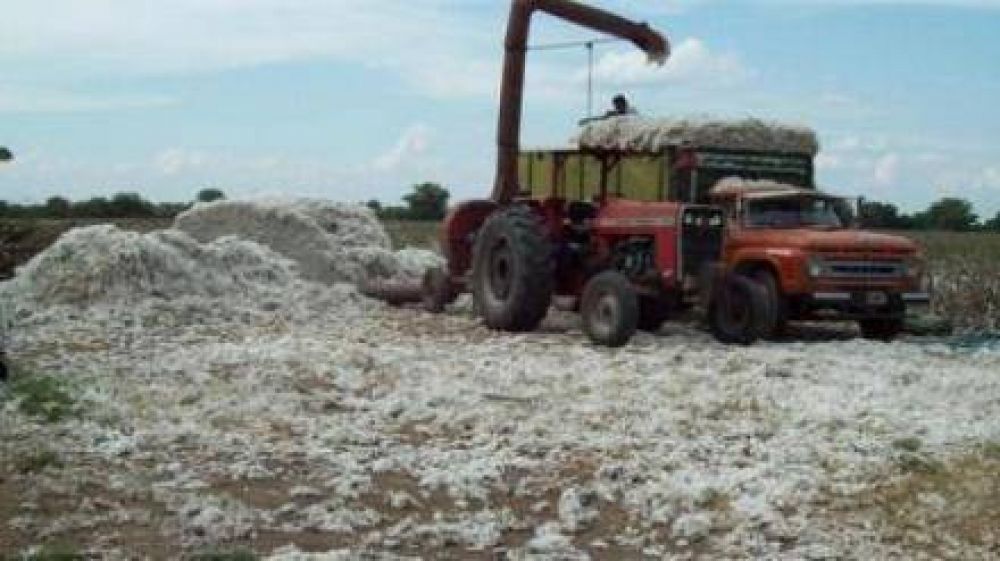 Algod�n: Quintana adelanto que en los proximos dias el gobierno definira el precio de referencia 