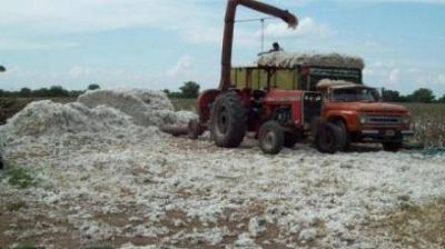 Algod�n: Quintana adelanto que en los proximos dias el gobierno definira el precio de referencia 