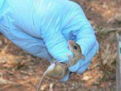 Or�n: Una ni�a de 2 a�os habr�a fallecido por hantavirus