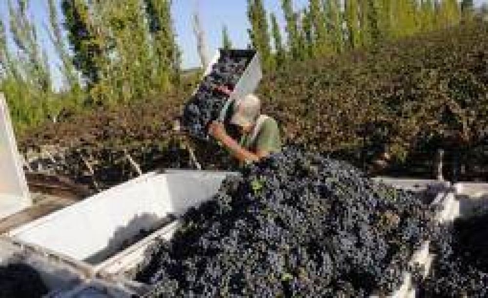 La cosecha vitivin�cola vuelve a caer este a�o y hay preocupaci�n