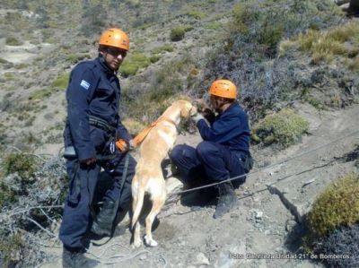 Rescate en Altura: Bomberos salvan un perro atrapado en el Cerro Calafate