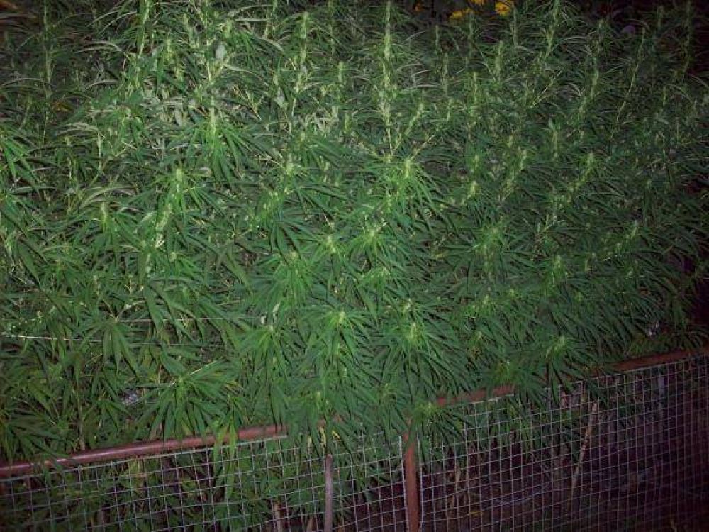 Secuestran m�s de 20 plantas de marihuana en dos domicilios linderos