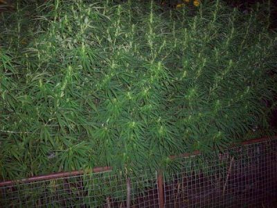 Secuestran m�s de 20 plantas de marihuana en dos domicilios linderos