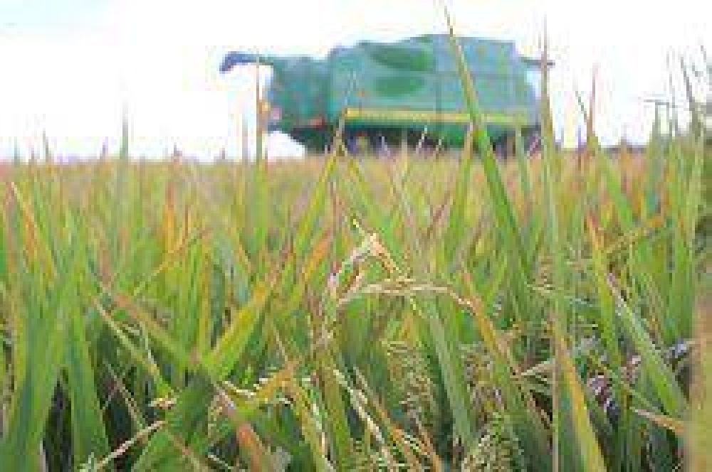 El Inta destac� el formidable crecimiento de la producci�n de arroz