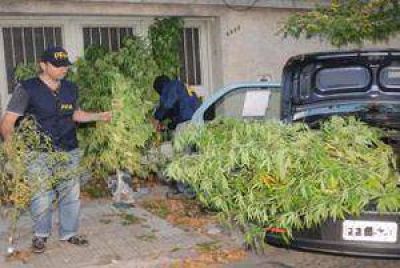 Secuestran 100 plantas de marihuana en el barrio Constituci�n
