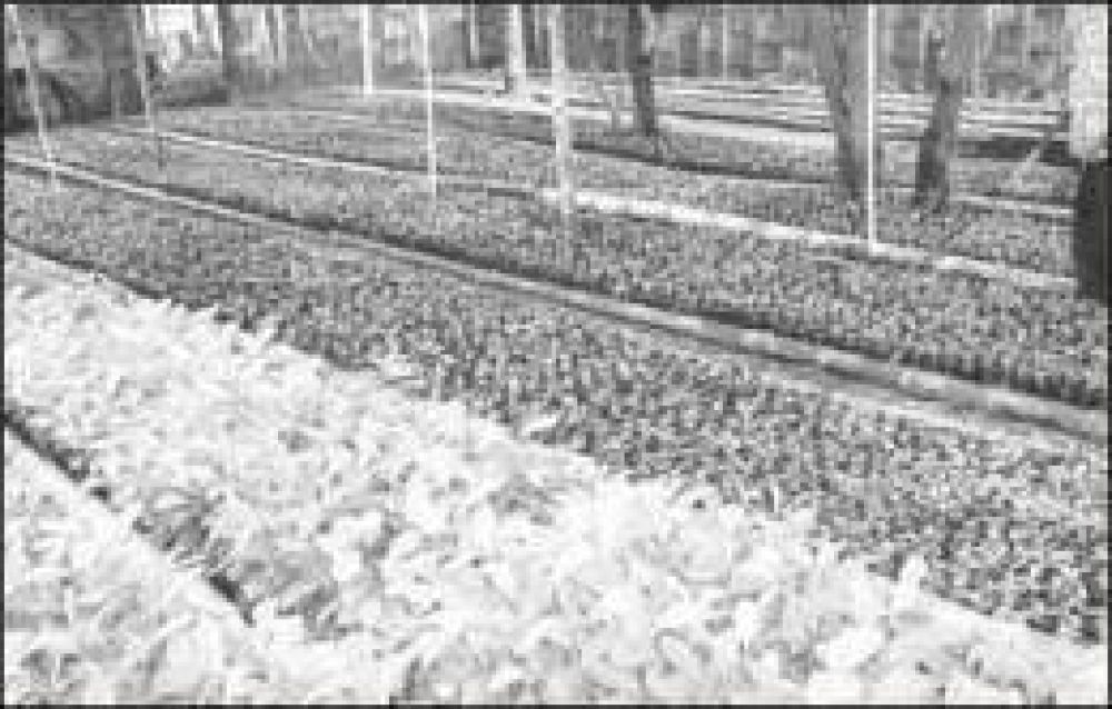 Hay m�s de 20 viveros de yerba mate registrados en la zona productora