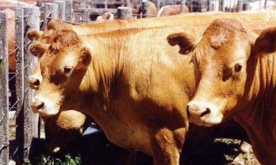 Estaci�n General Paz pidi� a la Provincia clausura de un feed lot