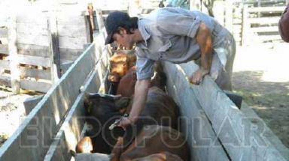 Fiebre aftosa: comenz� la vacunaci�n