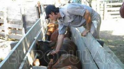 Fiebre aftosa: comenz� la vacunaci�n