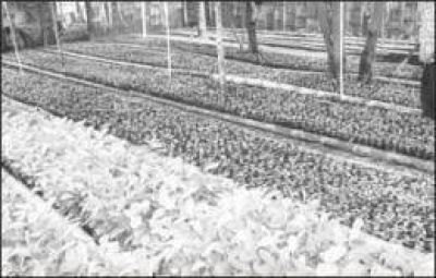 Hay m�s de 20 viveros de yerba mate registrados en la zona productora