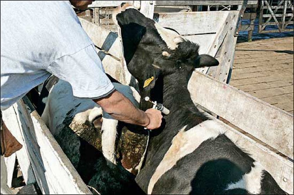 Detectan numerosos casos de carbunclo en el partido de Olavarr�a