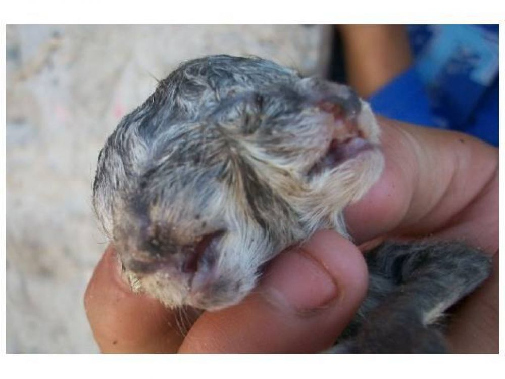Un especialista analiza las posibles causas del gato que naci� con dos caras