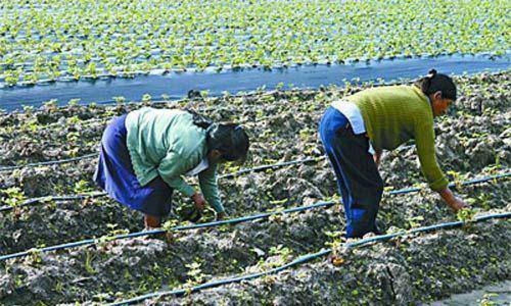 Realizaron estudios clave para saber si hay contaminaci�n en quintas