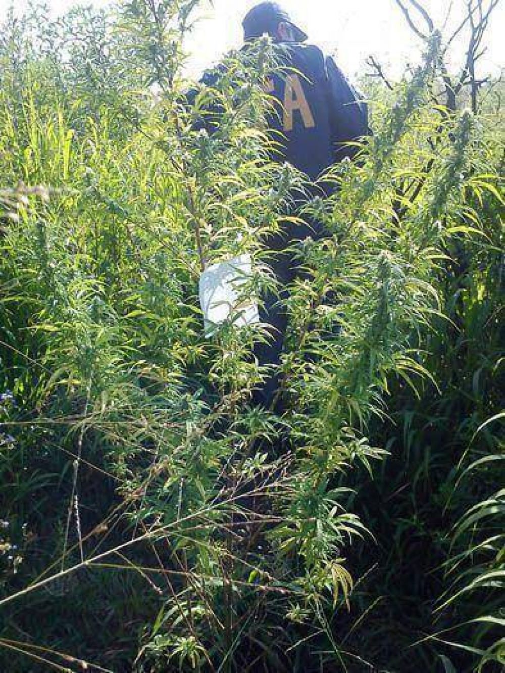 Allanaron una vivienda y encontraron marihuana