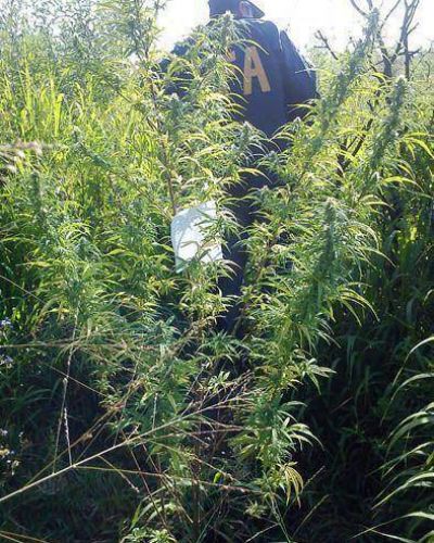 Allanaron una vivienda y encontraron marihuana
