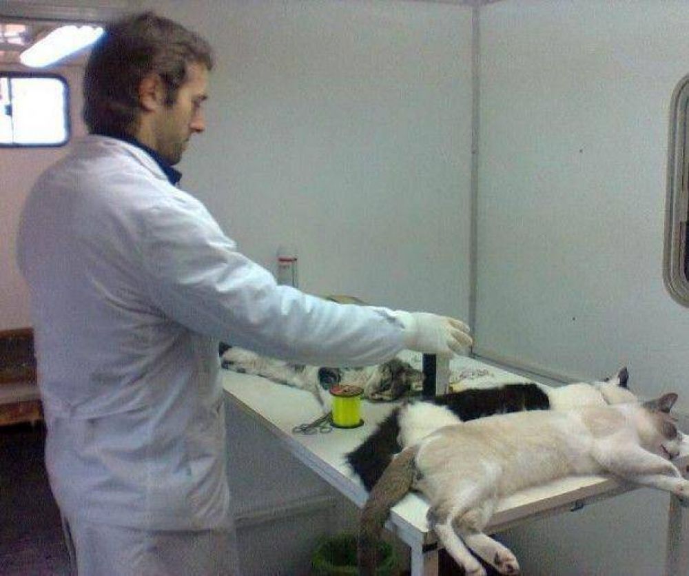 Cronograma para la esterilizaci�n quir�rgica de mascotas
