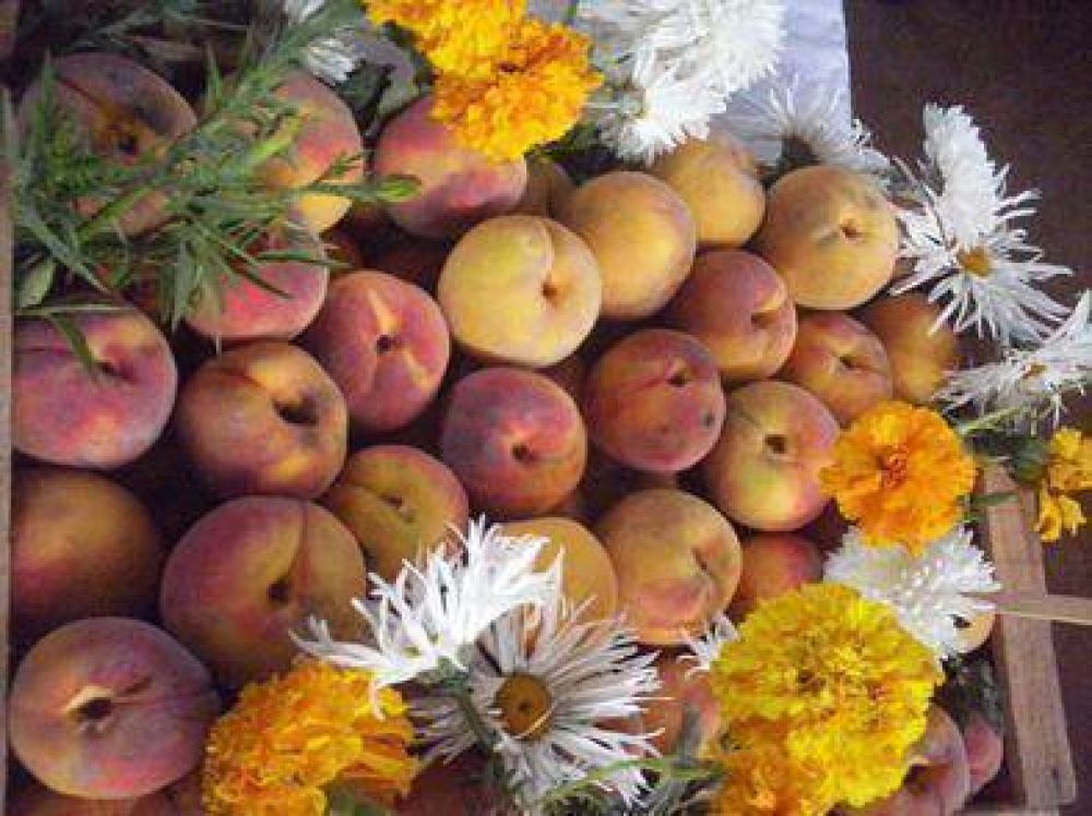 Festival del durazno y la humita en Juella