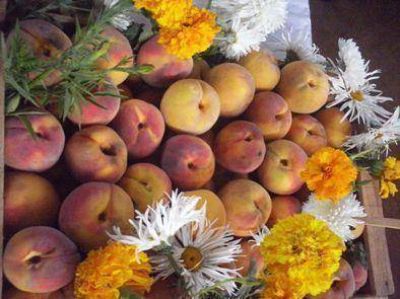Festival del durazno y la humita en Juella