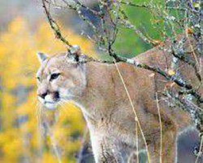 Muerte del puma: admiten que no hubo recursos para intervenir