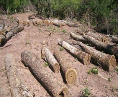 El Centro Mandela denuncia trampas legales para explotar el monte