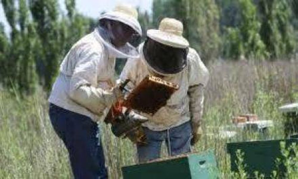 Formosa produce unas 400.000 toneladas de miel por a�o 