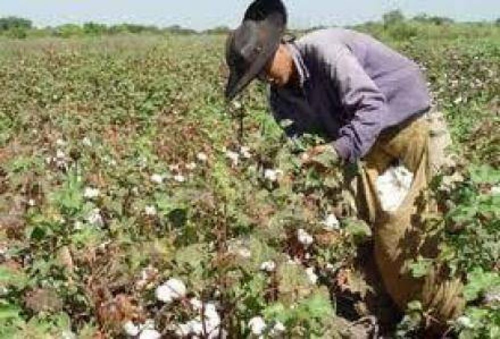 El ministerio de la produccion dara a conocer el precio de referencia del algod�n 