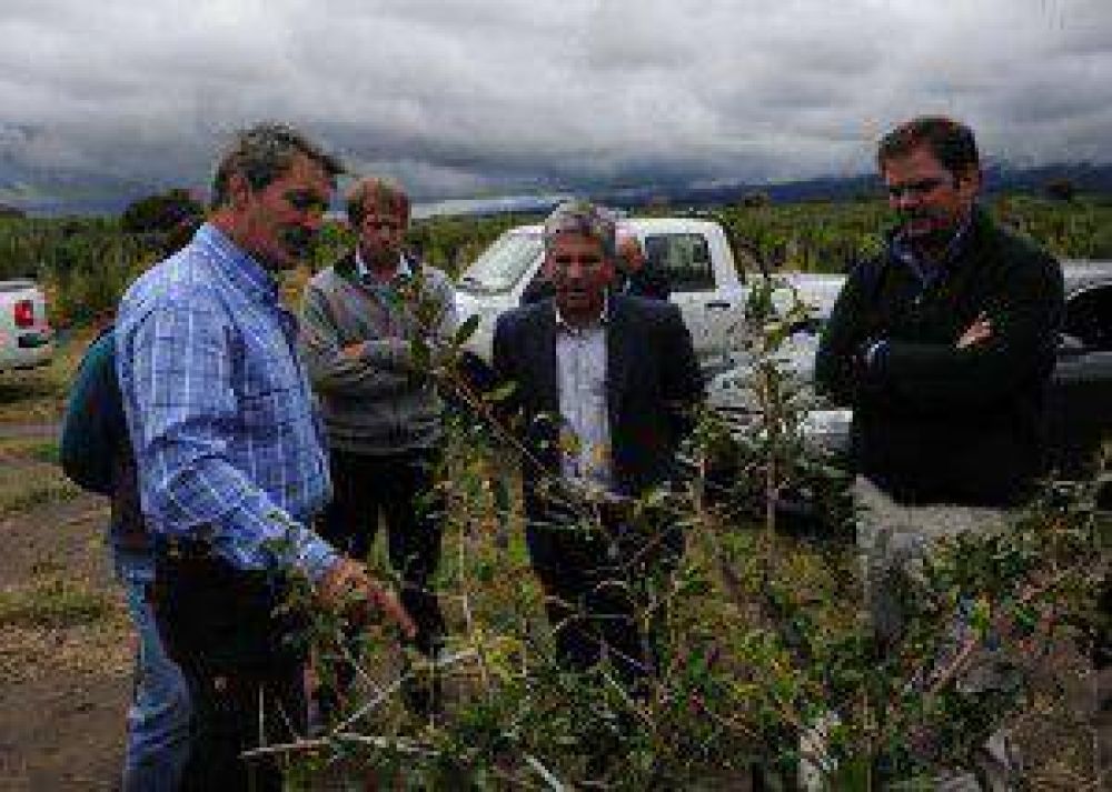 El gobernador visit� una plantaci�n de granadas en Merlo