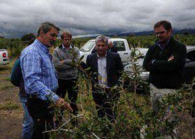 El gobernador visit� una plantaci�n de granadas en Merlo