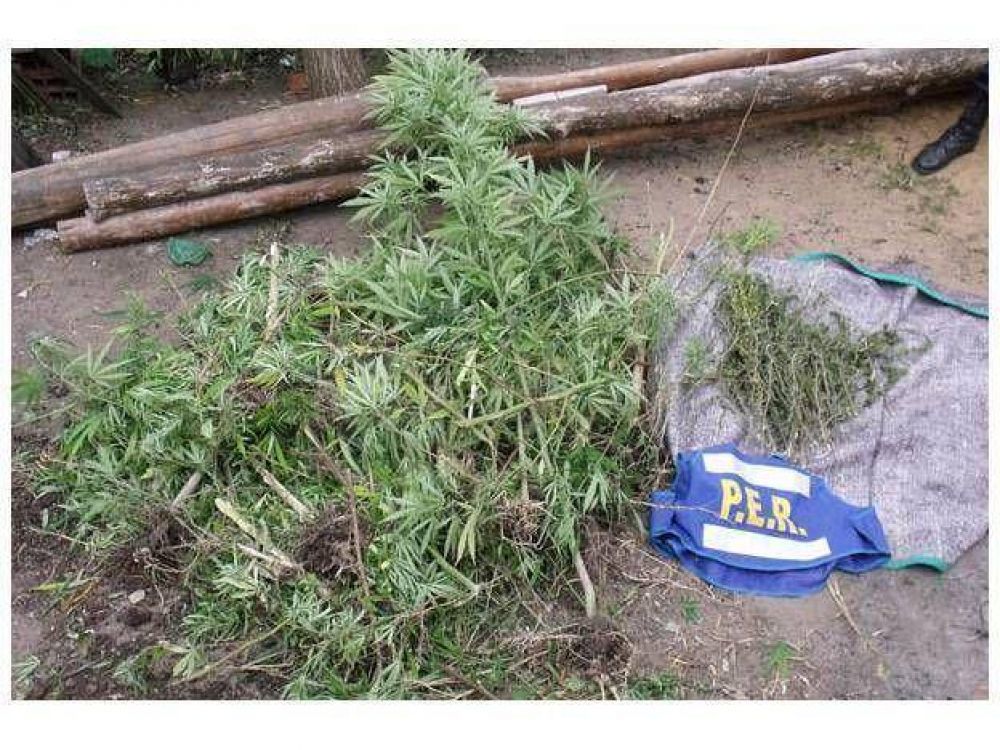 Secuestraron 14 plantas adultas de marihuana
