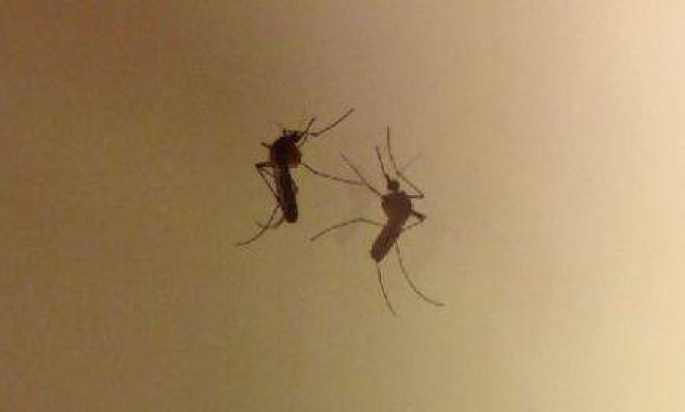 Misiones: se notifican hasta 20 casos con s�ntomas de dengue por semana