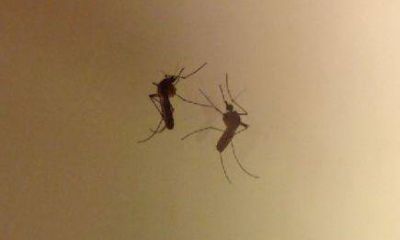 Misiones: se notifican hasta 20 casos con s�ntomas de dengue por semana