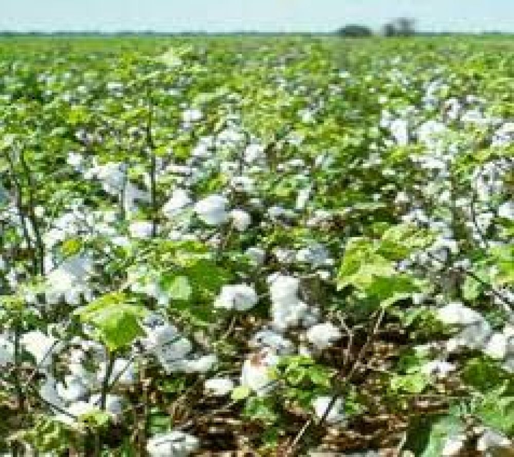 Benepl�cito de los productores por precio de referencia del algod�n