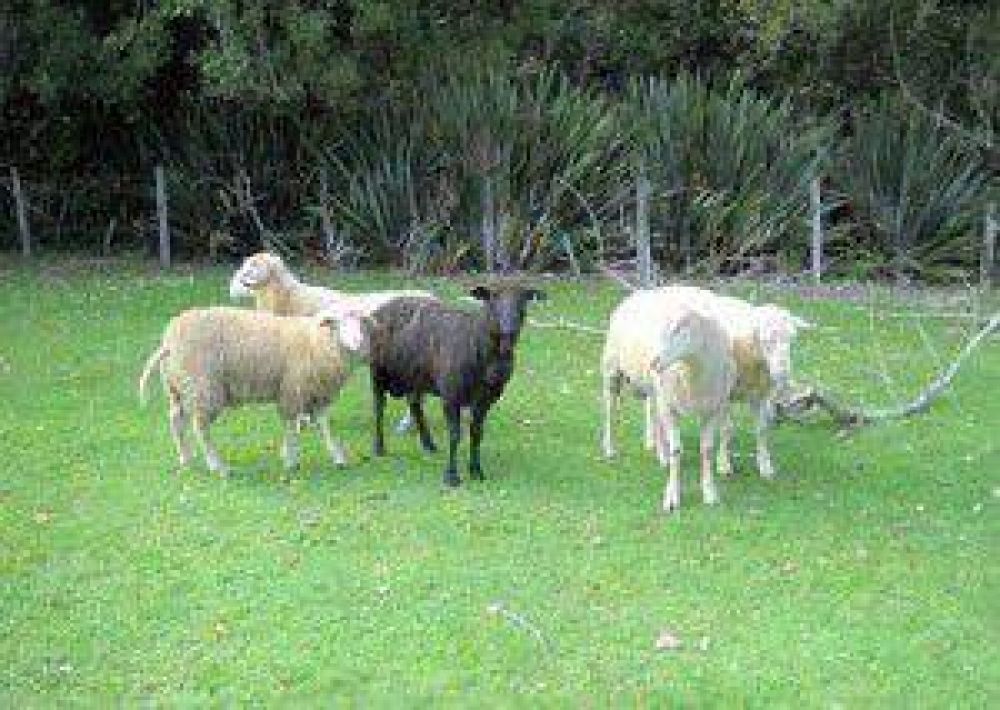 Chile: Buscan potenciar producci�n de leche ovina en Los R�os