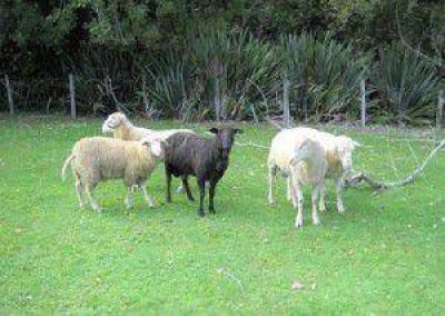 Chile: Buscan potenciar producci�n de leche ovina en Los R�os