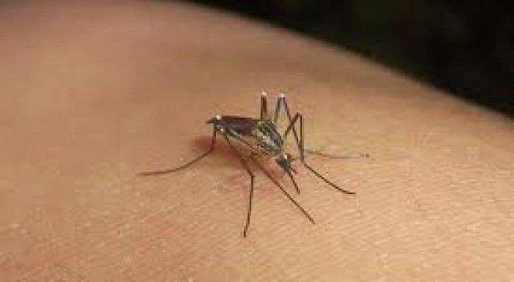 Se registraron 6 nuevos casos probables de dengue